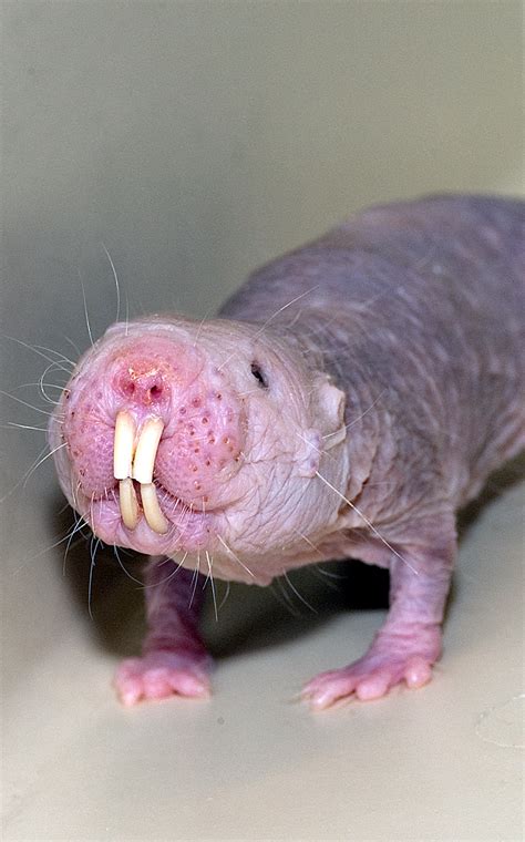 naked mole-rat diet|Naked Mole Rat